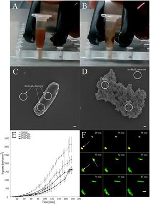 Modification of bacterial cells for in vivo remotely guided systems